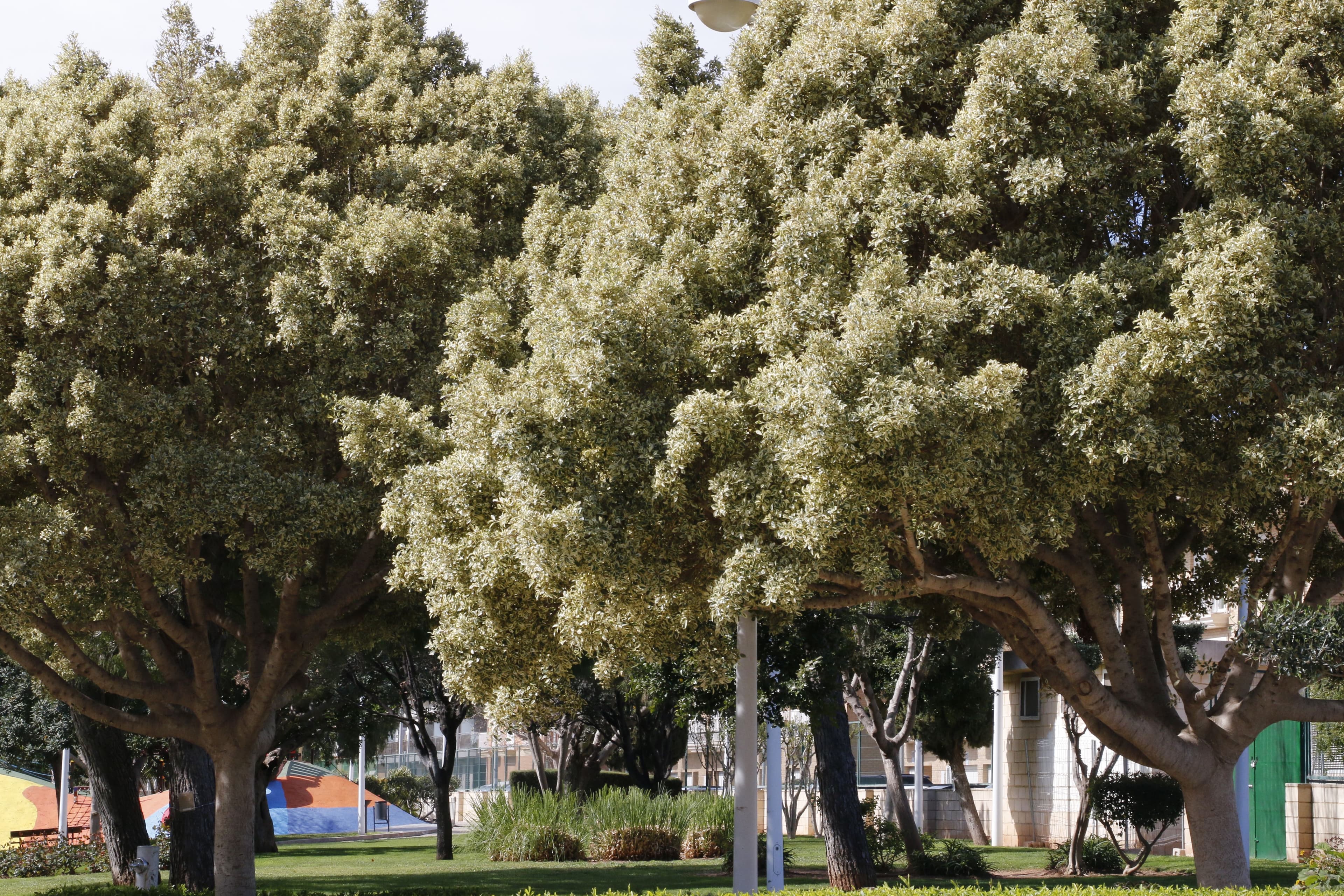 El parc Ribelles